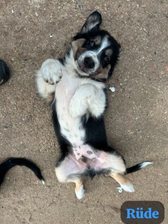 Border Collie Australien Shepherd welpen