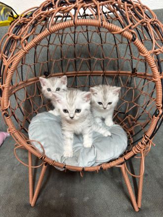 BKH Kitten