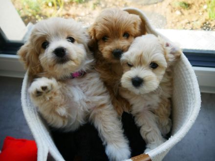 Noch 1 Mädchen F1 A Maltipoo Welpen A Wurf Leutkirch Memmingen