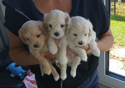 3 F1 A Maltipoo Welpen A Wurf Leutkirch Memmingen
