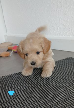 3 F1 A Maltipoo Welpen A Wurf Leutkirch Memmingen