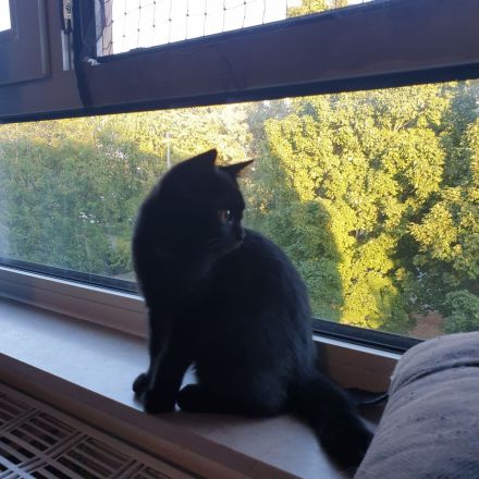 🐾 Abel & Jiji suchen gemeinsam ihr liebevolles Für-immer-Zuhause ❤️