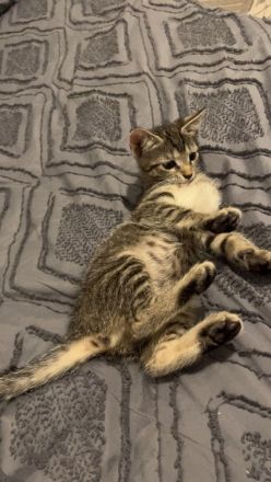 kleine katze such ein neues zuhause