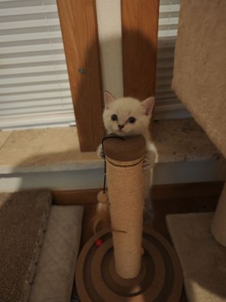 Wunderschöne BKH-Kitten in heller silbrig-blauer Farbgebung