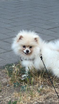 Pomeraner klein spitz