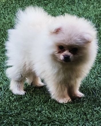 Pomeraner klein spitz