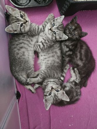 Britisch Kurzhaar Kitten