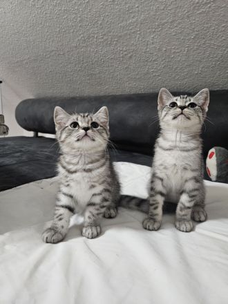 Kitten