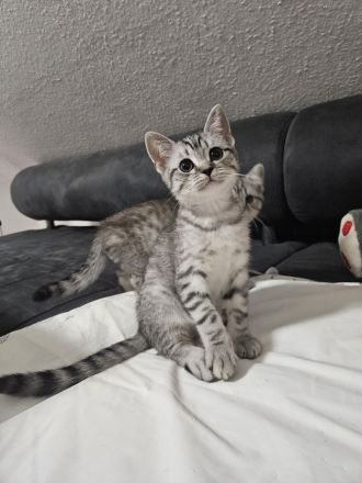 Kitten