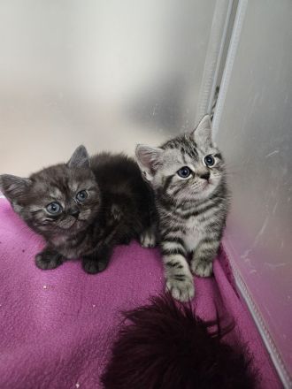 Britisch Kurzhaar Kitten