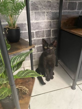 Süßes Kitten sucht ein liebevolles Zuhause
