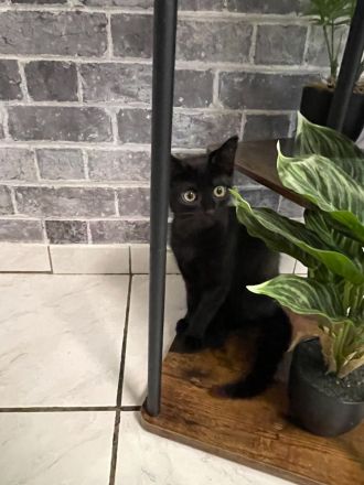 Süßes Kitten sucht ein liebevolles Zuhause