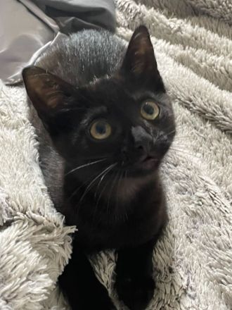 Süßes Kitten sucht ein liebevolles Zuhause