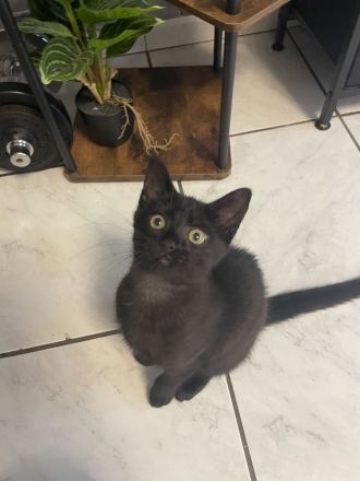 Süßes Kitten sucht ein liebevolles Zuhause