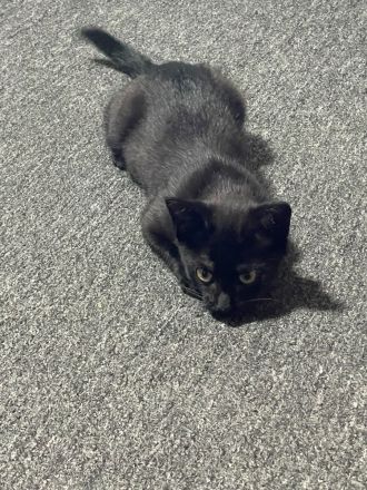 Süßes Kitten sucht ein liebevolles Zuhause