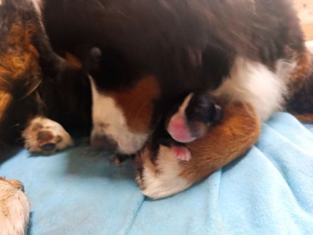 Berner Sennenhund Welpen