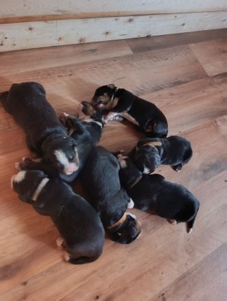 Berner Sennenhund Welpen