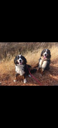 Berner Sennenhund Welpen