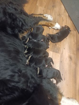 Berner Sennenhund Welpen