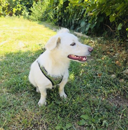 Kokonimix sucht ein Zuhause