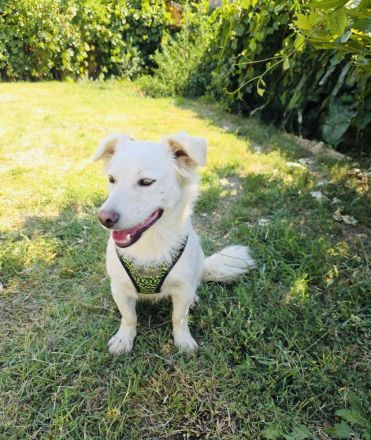 Kokonimix sucht ein Zuhause