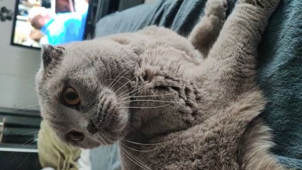 Pancake sucht ein neues liebevolles zuhause