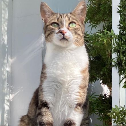 Katze Rosalia sucht ihr neues Zuhause