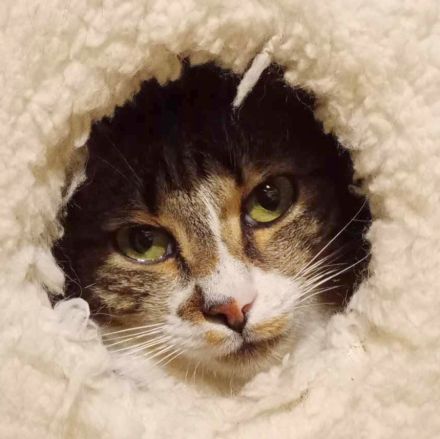 Katze Rosalia sucht ihr neues Zuhause