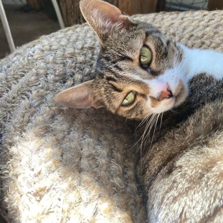 Katze Rosalia sucht ihr neues Zuhause