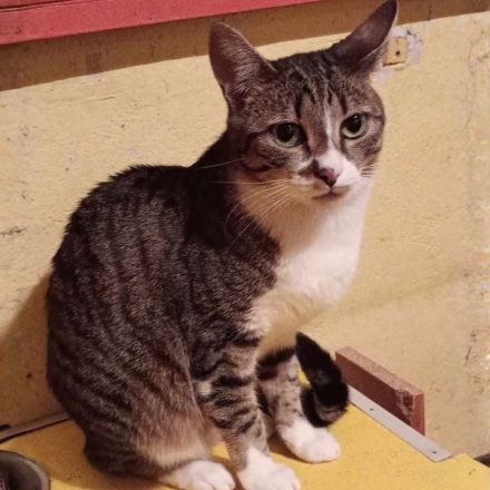 Katze Rosalia sucht ihr neues Zuhause