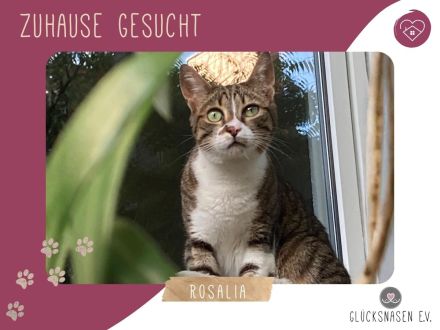 Katze Rosalia sucht ihr neues Zuhause