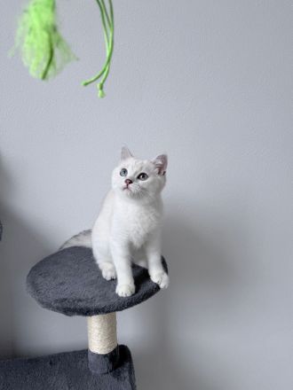 BKH Katzenbabys mit Stammbaum in silver-shaded-point