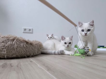 BKH Katzenbabys mit Stammbaum in silver-shaded-point