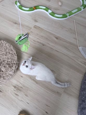 BKH Katzenbabys mit Stammbaum in silver-shaded-point