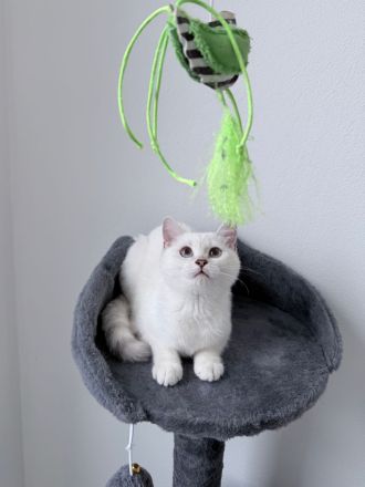 BKH Katzenbabys mit Stammbaum in silver-shaded-point