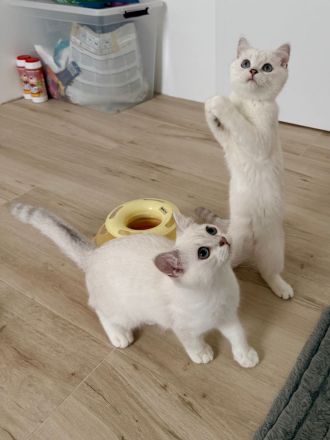 BKH Katzenbabys mit Stammbaum in silver-shaded-point