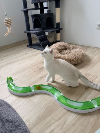 BKH Katzenbabys mit Stammbaum in silver-shaded-point