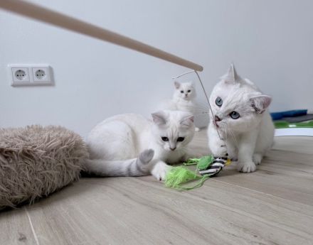 BKH Katzenbabys mit Stammbaum in silver-shaded-point