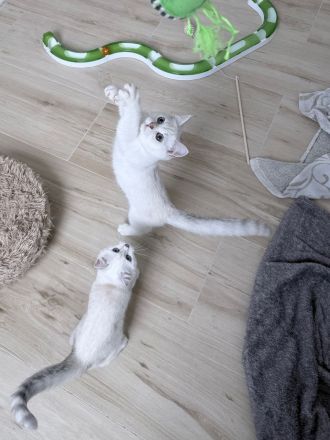 BKH Katzenbabys mit Stammbaum in silver-shaded-point