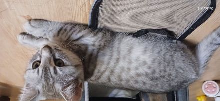 🐾 Geimpft & Alles Zubehör dabei! Herzensbrecher-Kätzchen (geb. 09.05.2026) sucht liebevolles Heim