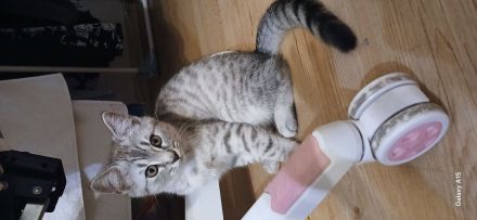 🐾 Geimpft & Alles Zubehör dabei! Herzensbrecher-Kätzchen (geb. 09.05.2026) sucht liebevolles Heim