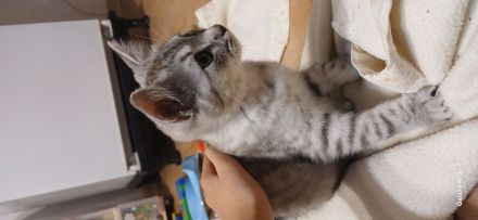 🐾 Geimpft & Alles Zubehör dabei! Herzensbrecher-Kätzchen (geb. 09.05.2026) sucht liebevolles Heim