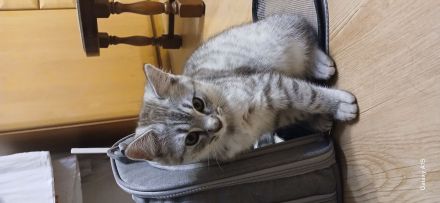 🐾 Geimpft & Alles Zubehör dabei! Herzensbrecher-Kätzchen (geb. 09.05.2026) sucht liebevolles Heim