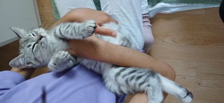 🐾 Geimpft & Alles Zubehör dabei! Herzensbrecher-Schmuser (geb. 09.05.2026) sucht liebevolles Heim