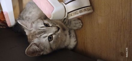🐾 Geimpft & Alles Zubehör dabei! Herzensbrecher-Kätzchen (geb. 09.05.2026) sucht liebevolles Heim