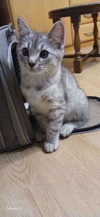 🐾 Geimpft & Alles Zubehör dabei! Herzensbrecher-Schmuser (geb. 09.05.2026) sucht liebevolles Heim
