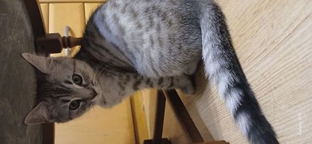 🐾 Geimpft & Alles Zubehör dabei! Herzensbrecher-Kätzchen (geb. 09.05.2026) sucht liebevolles Heim
