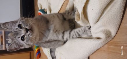 🐾 Geimpft & Alles Zubehör dabei! Herzensbrecher-Kätzchen (geb. 09.05.2026) sucht liebevolles Heim