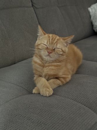 BKH Perser Mix Kitten/Kätzchen (Britisch Kurzhaar/Britischkurzhaar/Perser)