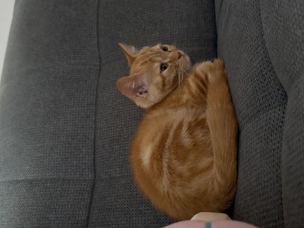 BKH Perser Mix Kitten/Kätzchen (Britisch Kurzhaar/Britischkurzhaar/Perser)